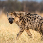 Hyena