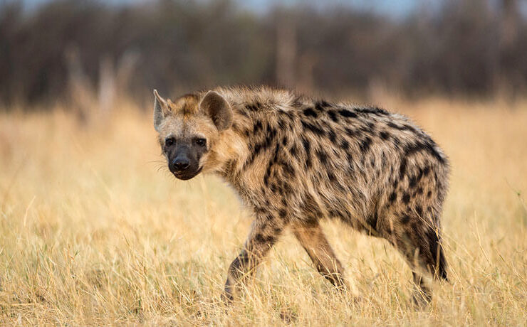 Hyena